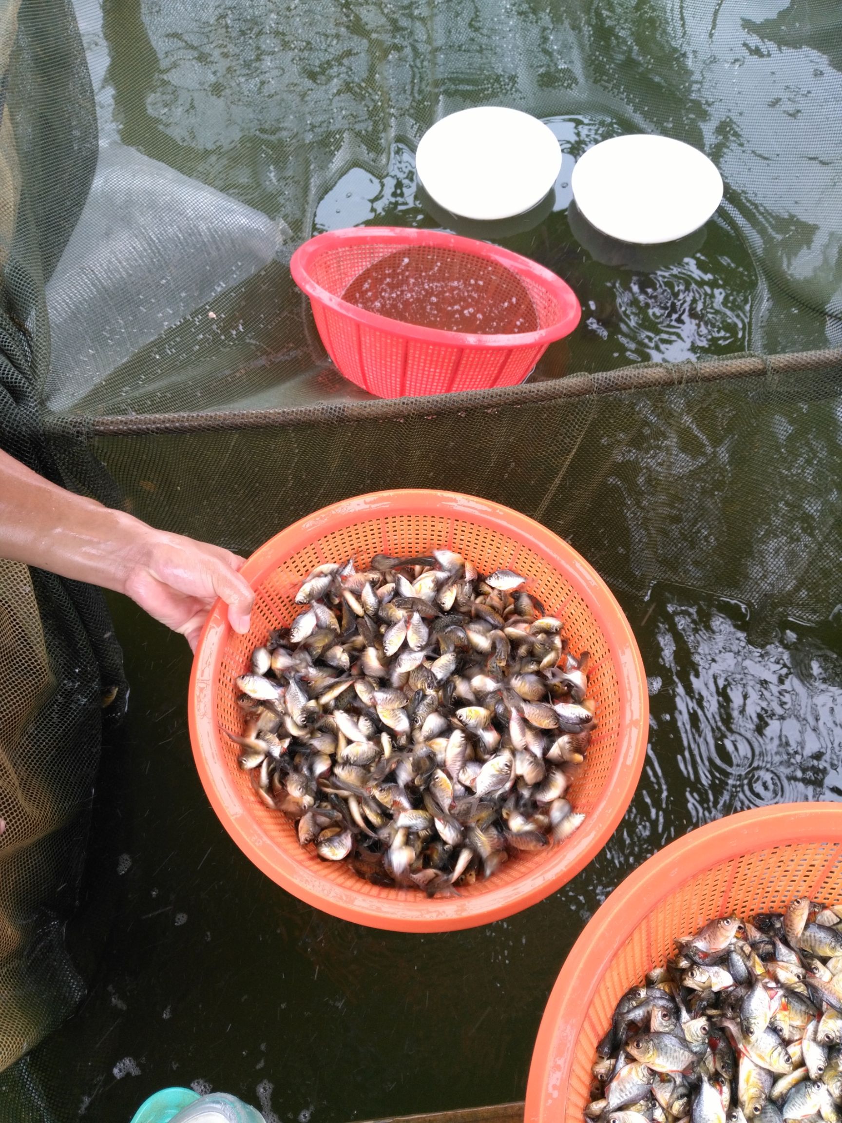 凶猛鱼 鲳鱼苗 淡水白鲳鱼苗 白鲳鱼苗 鲳鱼苗活体