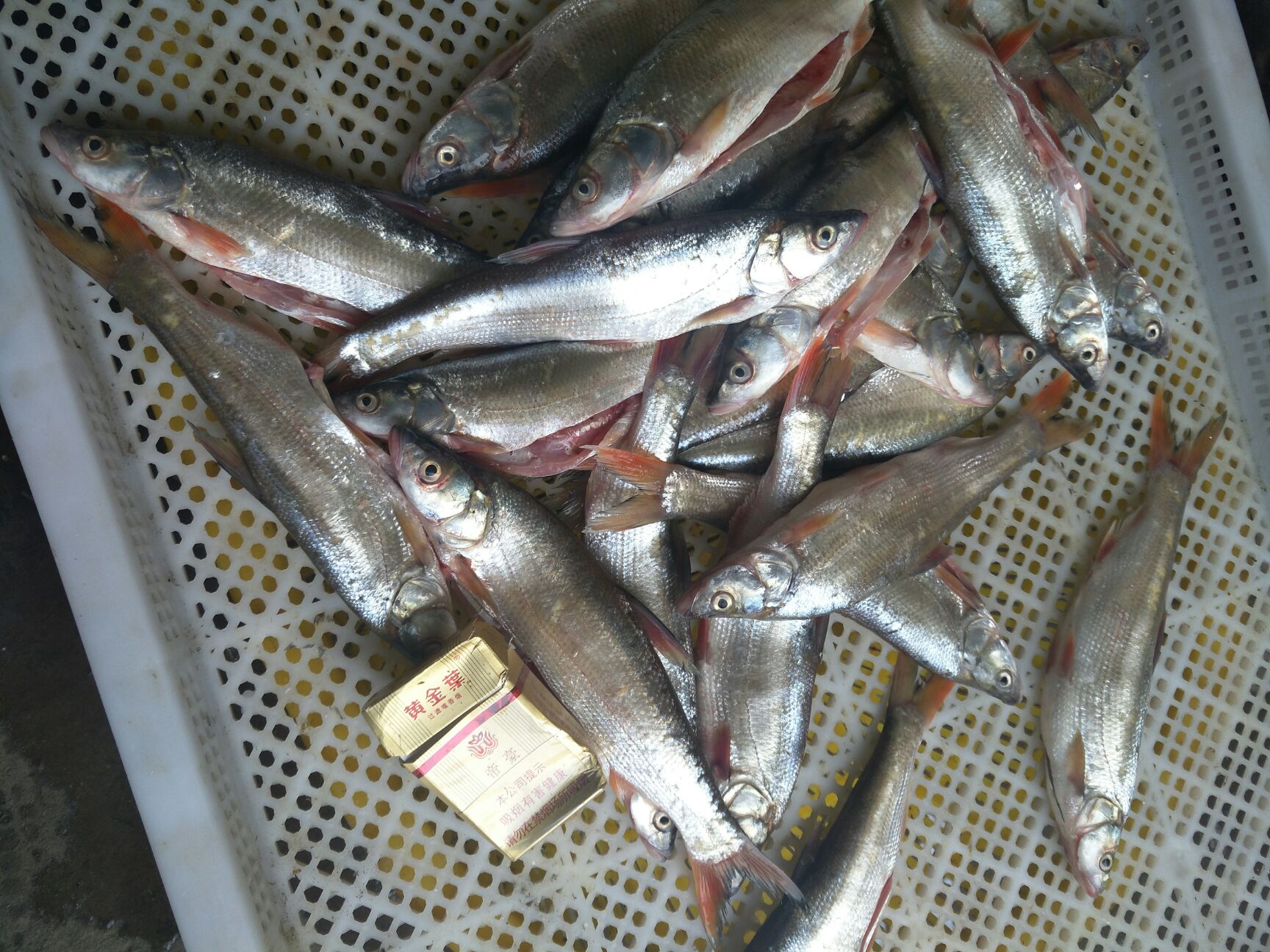 冰冻红尾鱼 纯鱼