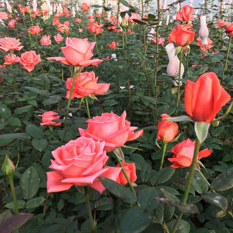  基地自产自销大花月季小苗批发零售，鲜切花小苗，盆栽苗批发