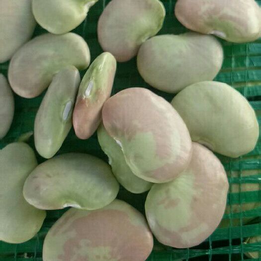 巍山县荷豆19 口感好，吃味甜，