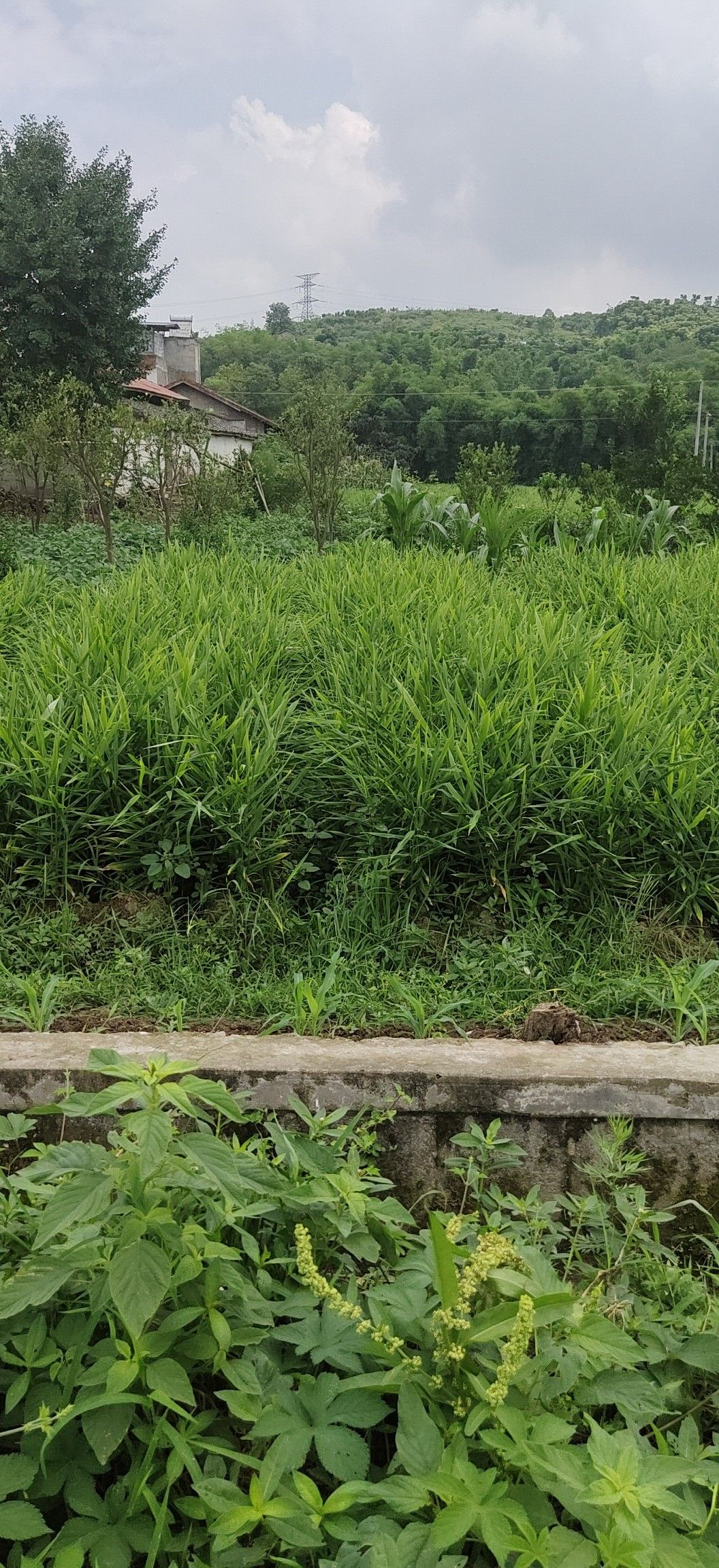 五指姜 2~4两 带土