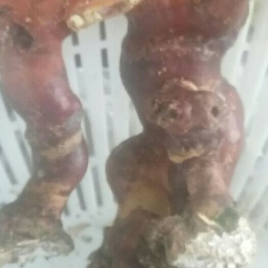 石门县黄灵芝 宝物   珍稀品种  形状美现   并蹄花开