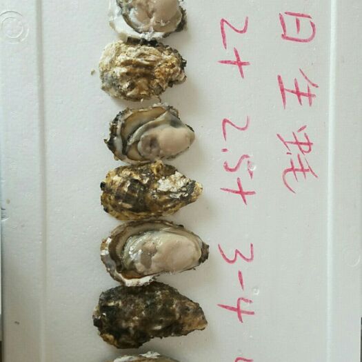 长海县北海牡蛎 人工养殖 1-5