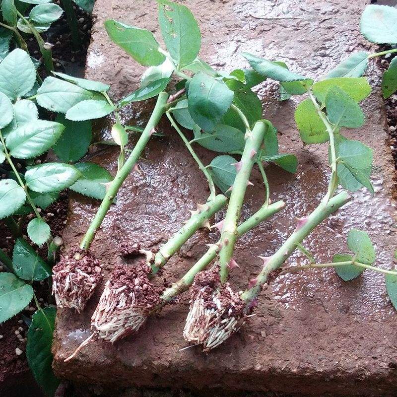 玫瑰苗 俏皮，美丽，快乐 梦露玫瑰花小苗批发零售 鲜切花小苗