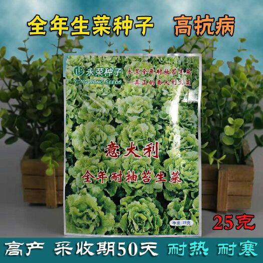 樟树市永荣意大利生菜种子全年耐抽苔半结球耐热耐寒四季播蔬菜种子大