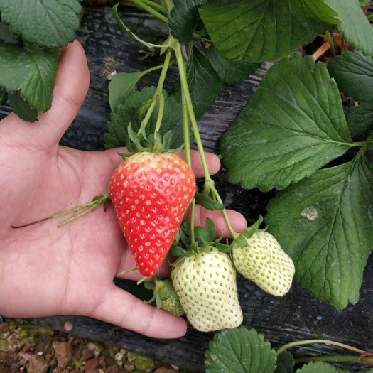 泰安 奶油草莓苗 免费提供种植技术指导