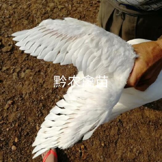遵义白鸭苗