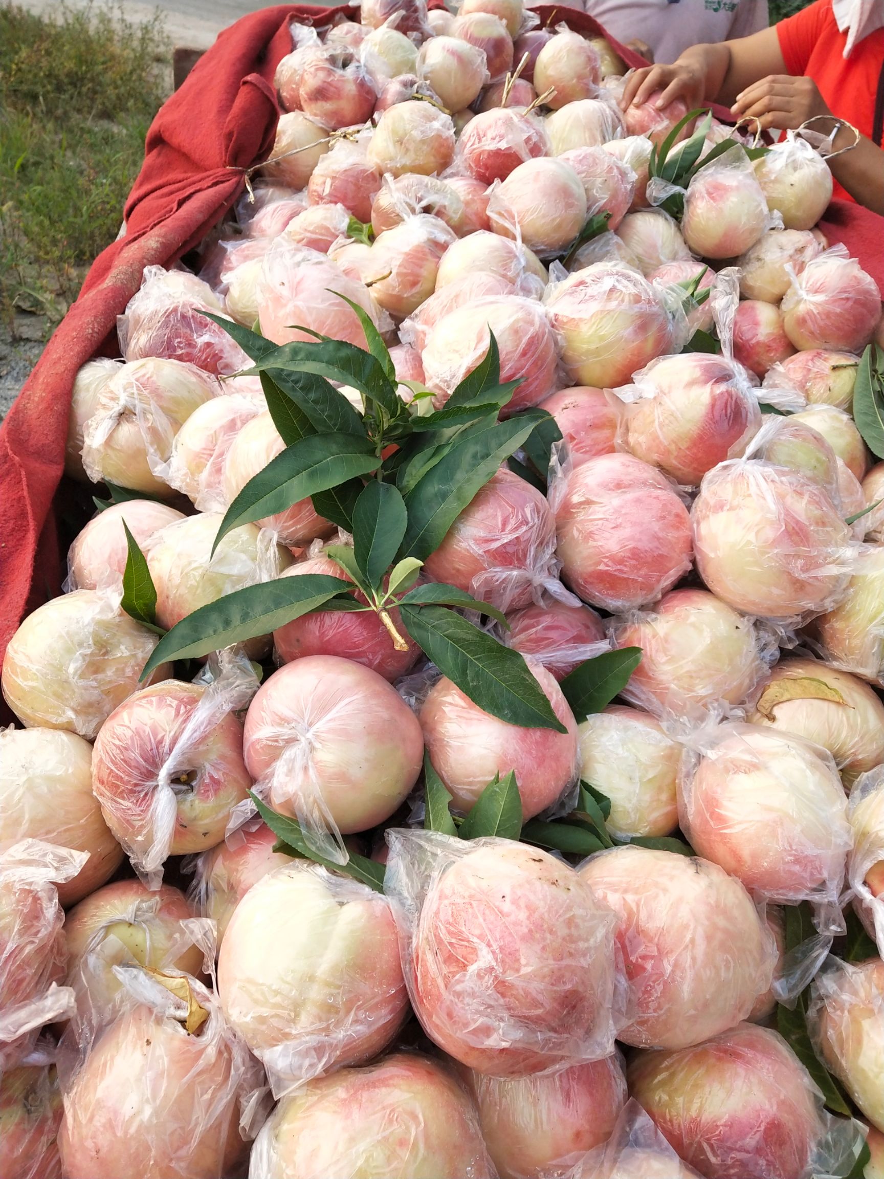 秦王桃 公斤桃，硬度好，耐运输需要的老板联系我