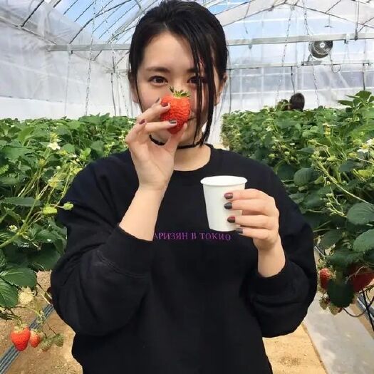 泰安妙香7号草莓苗  妙香七号草莓苗现挖现发，提供技术指导种植，另有红颜章姬白雪等