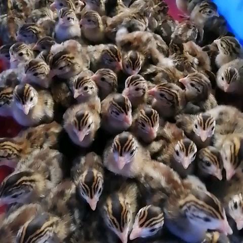  珍珠鸡苗 厂家直销 出壳打疫苗 运输包成活