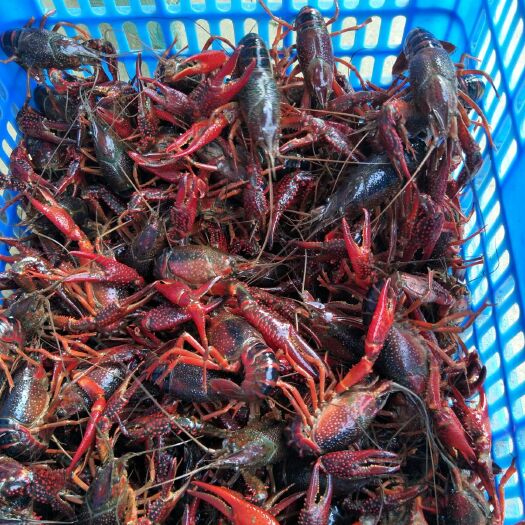 洪湖市洪湖小龙虾   红壳虾  大红789、10  品质好