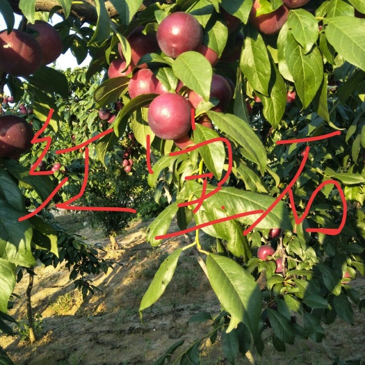 随县红宝石李子 红宝石，纯天纯绿色食品，随摘随卖，一件代发，包邮。