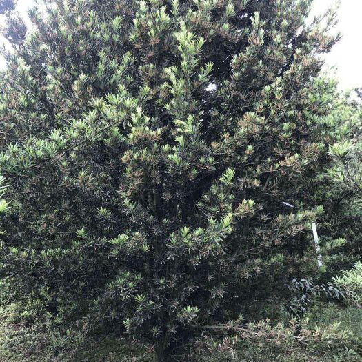 浏阳市种植土  来富苗木种植专业合作社，长期供应各种规格的罗汉松，桂花，香樟