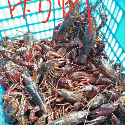 洪湖市洪湖小龙虾  清水小龙虾   两虾  高端餐饮，星级酒店精