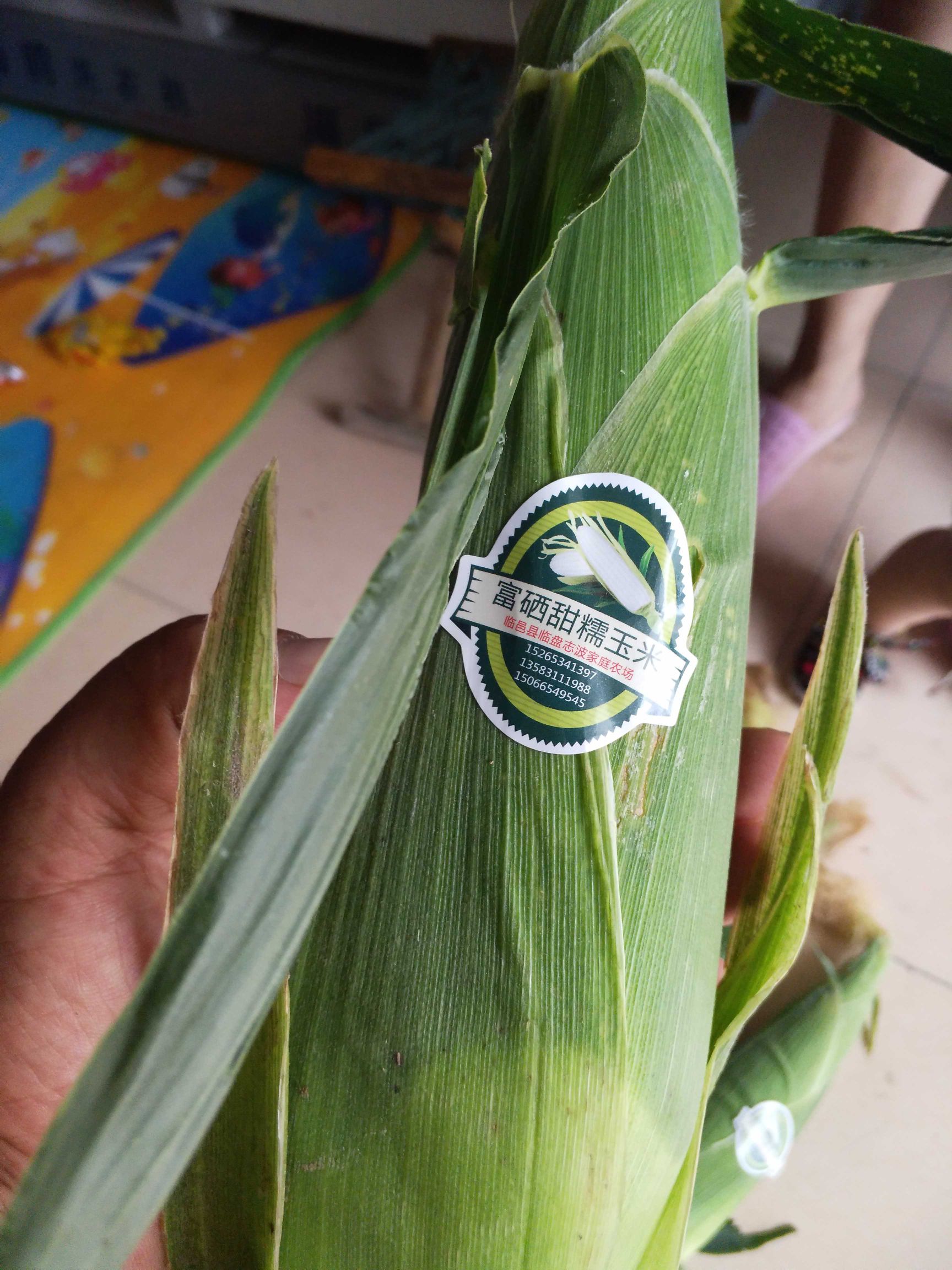  糯玉米种子有万糯2000早白糯种子黑糯玉米种子花糯玉米种子。