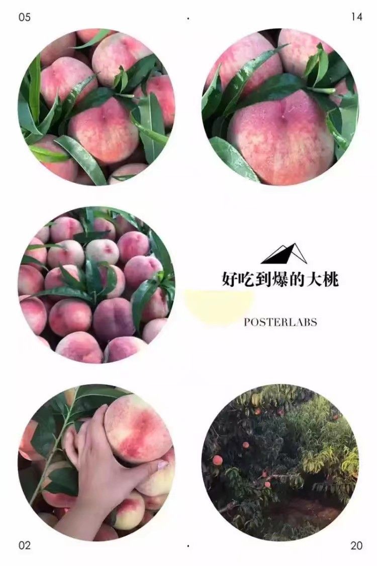 早凤王 山东水蜜桃