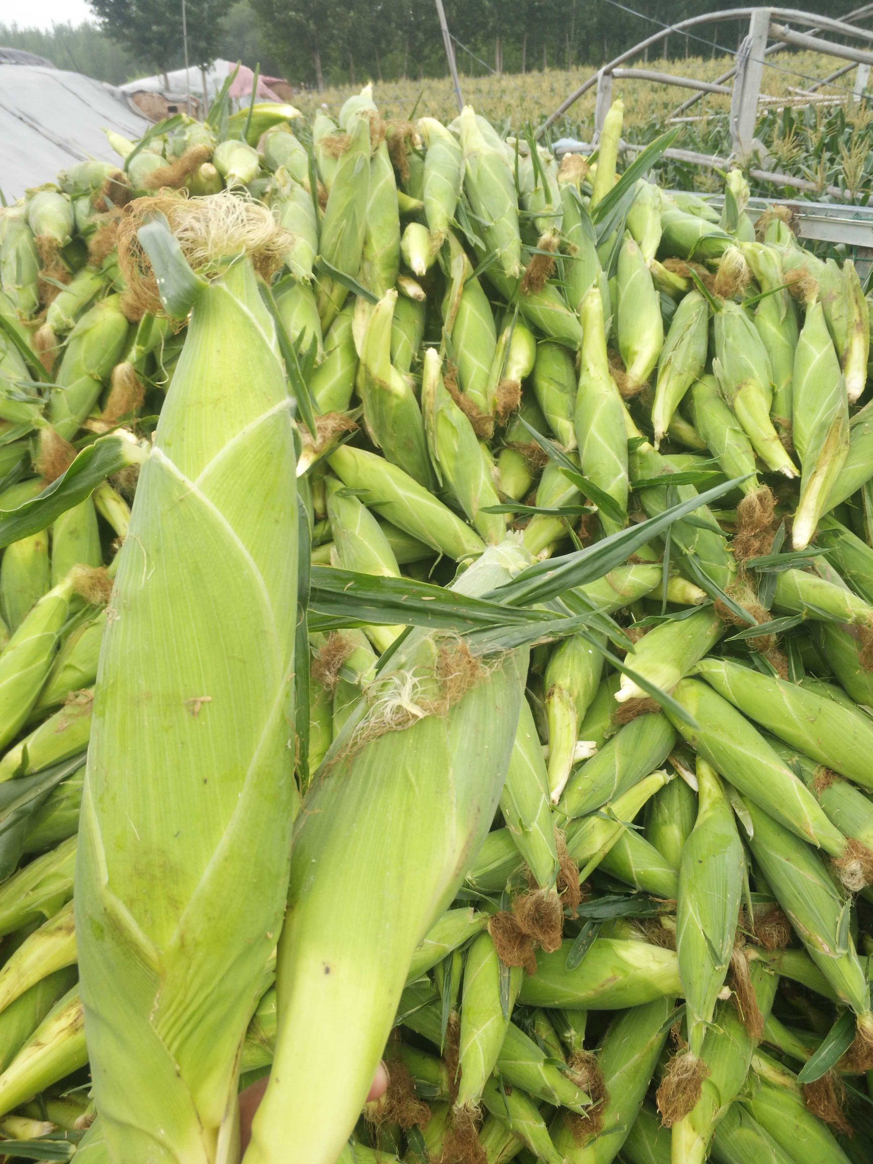  糯玉米种子有万糯2000早白糯种子黑糯玉米种子花糯玉米种子。