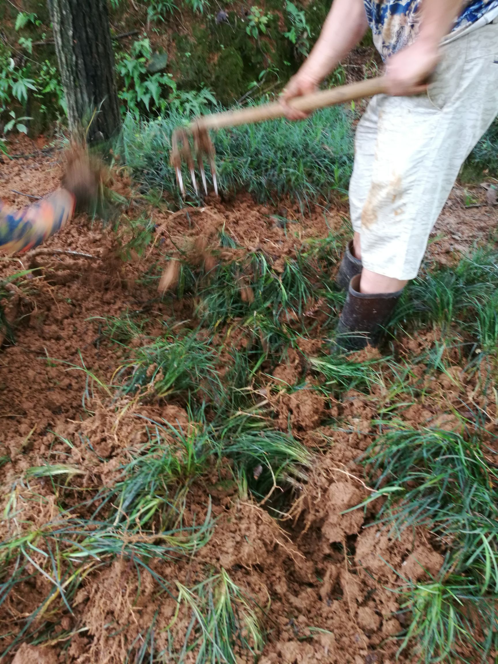 麦冬草  沿阶草基地直销 根须发达 四季常青 无沙土