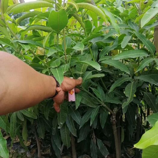 思茅景东晚熟芒果苗