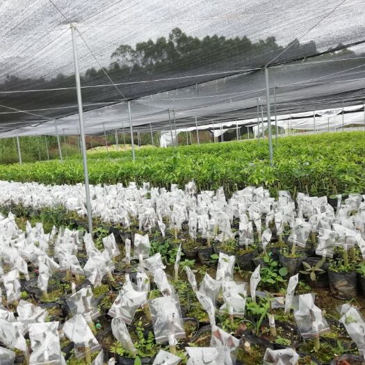 浦北县奇楠沉香树 努力打造一个实实在在椅楠生态产业