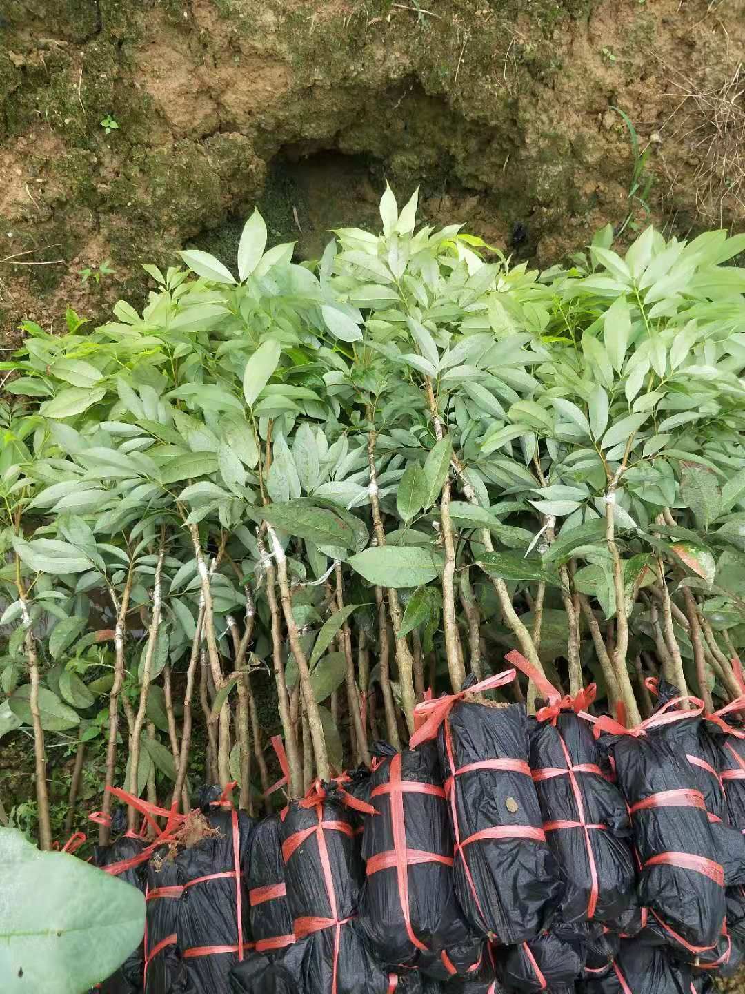 桂味荔枝苗 廣西荔枝嫁接苗 靈山荔枝苗批發(fā)