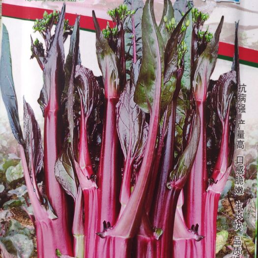 红菜苔种子  红油菜苔种子早熟耐寒高深绿带紫色单株500克