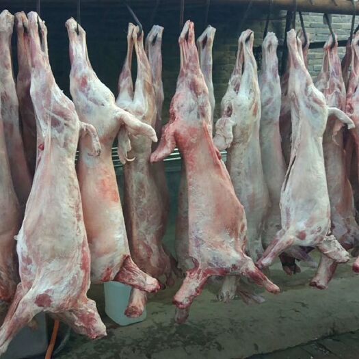 定州市白条羊 生肉