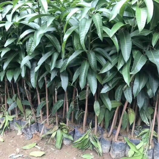 景洪市芒果直生苗（实生苗） 货品 很好