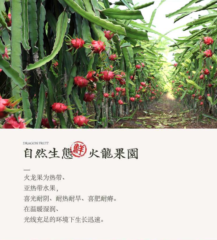  广西红心火龙果5斤装红星红肉蜜宝
应季当季新鲜水果整箱批发