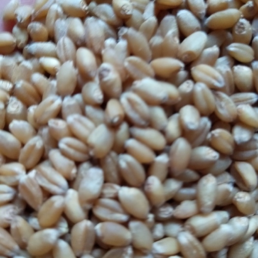 新蔡县白麦  普通小麦(包装袋120斤一袋)