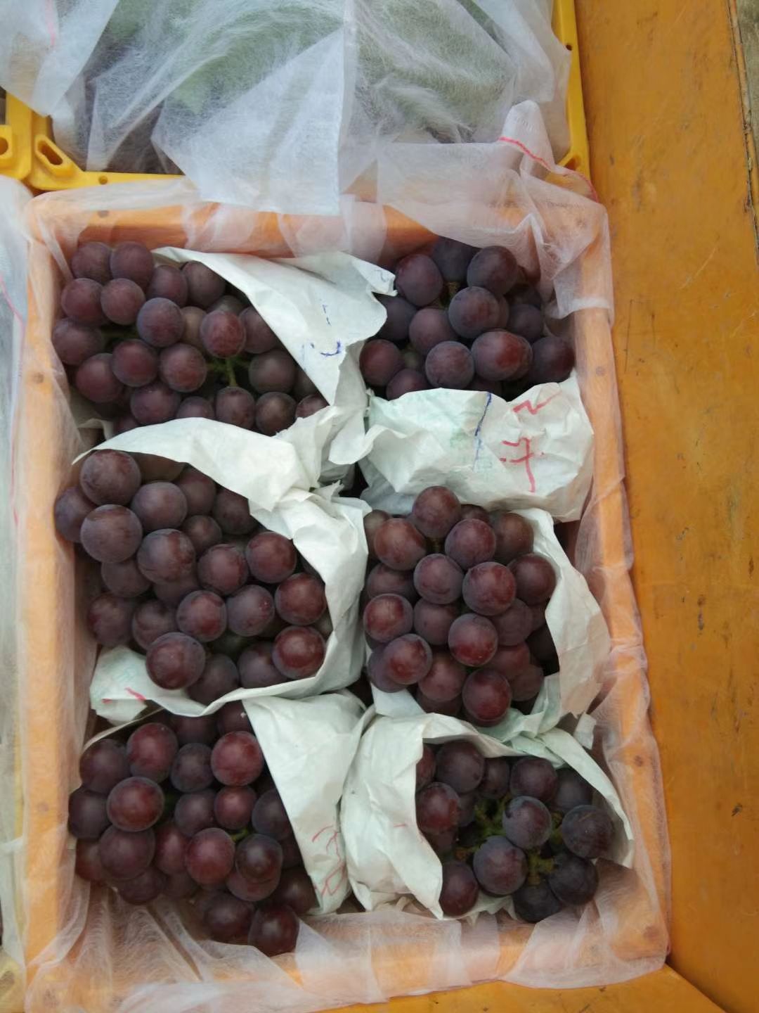 乒乓球葡萄 大量上市价格便宜