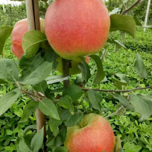 临沂华硕苹果苗 华硕苹果矮化苗的价格