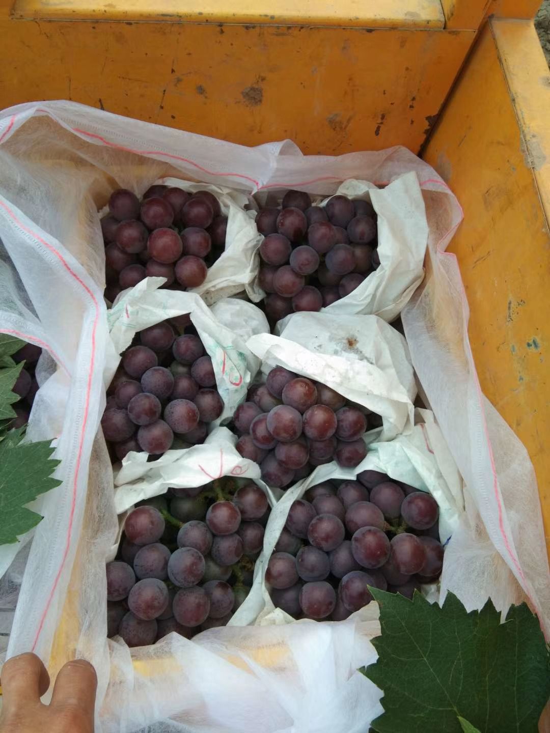 乒乓球葡萄 大量上市价格便宜
