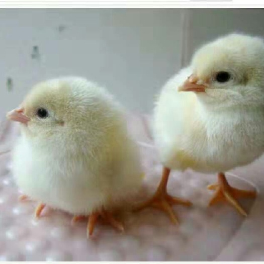 南宁 三黄鸡苗