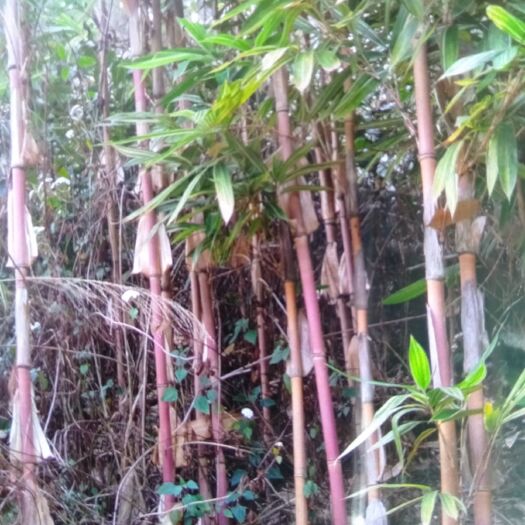 景谷县彩虹石竹  七彩虹竹50棵批35元一棵