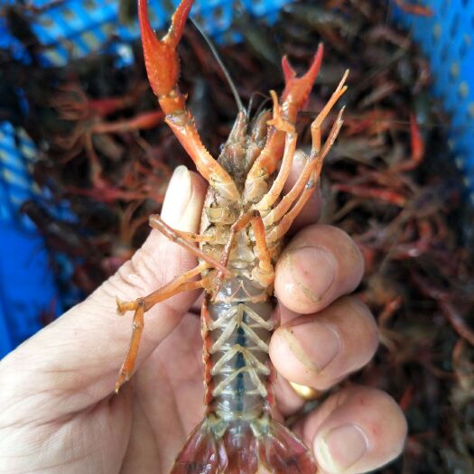 洪湖市洪湖小龙虾  青壳小龙虾    小青2-4钱  3钱虾