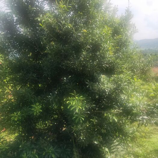 靖州县 精品杨梅树