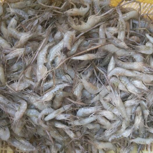 青虾 河虾冰鲜，