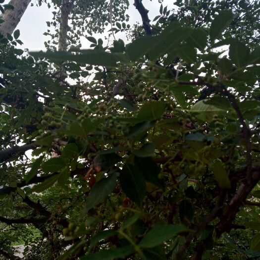 平邑县 优质鲜花椒大量出售