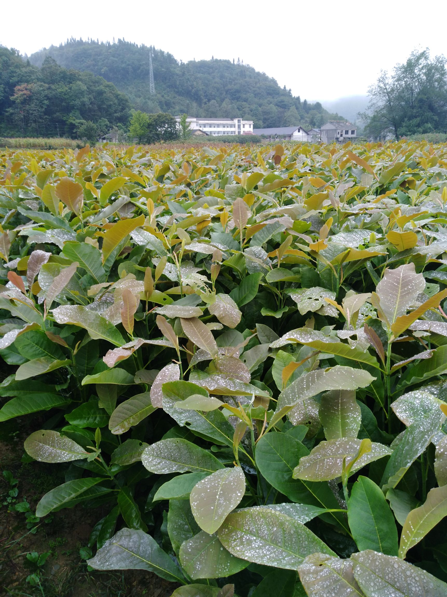 厚朴树 大量供应厚朴苗