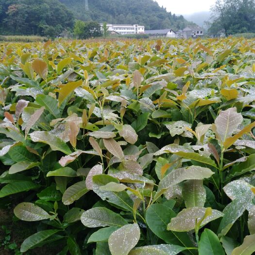 鹤峰县厚朴树 大量供应厚朴苗