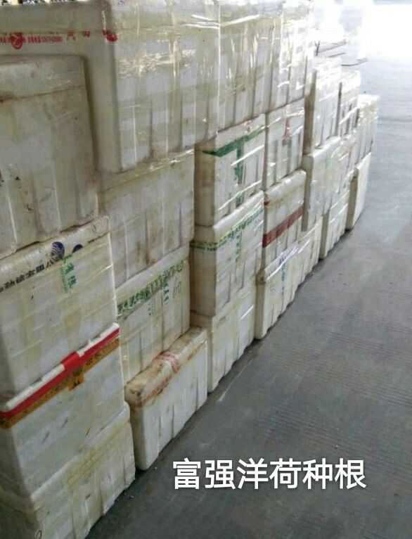 洋合笋种根  洋荷种根1箱1000个精选种根