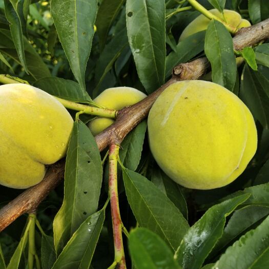 菏泽 黄金冠黄桃3-4两有十万斤