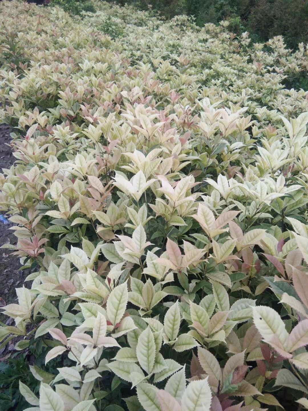 珍珠彩叶桂  国色天香珍珠五彩桂，叶色四季变化多样，五彩斑斓