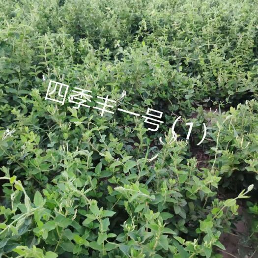 封丘县四季金银花苗 金银花高产种苗一年多茬花