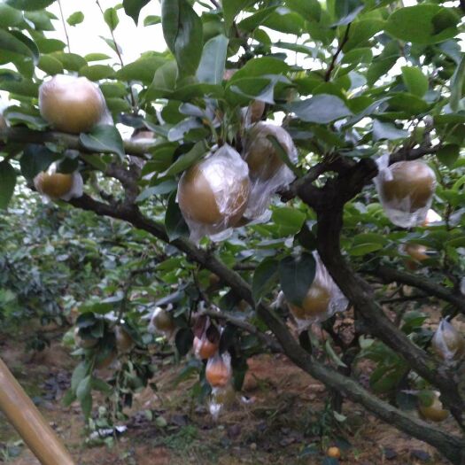 重庆市优质黄花梨，大果