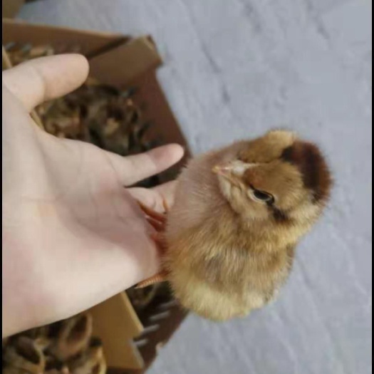 南宁 良凤花鸡苗