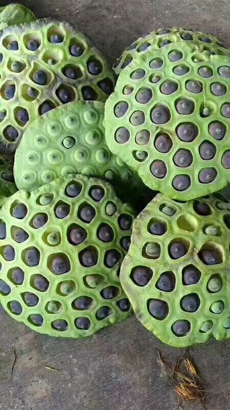 汕头通芯莲 特级 85%-90%