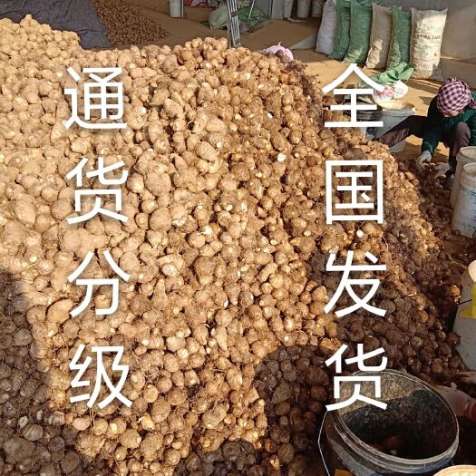 沂水县毛芋头  新货上市 优质芋头 欢迎骚扰