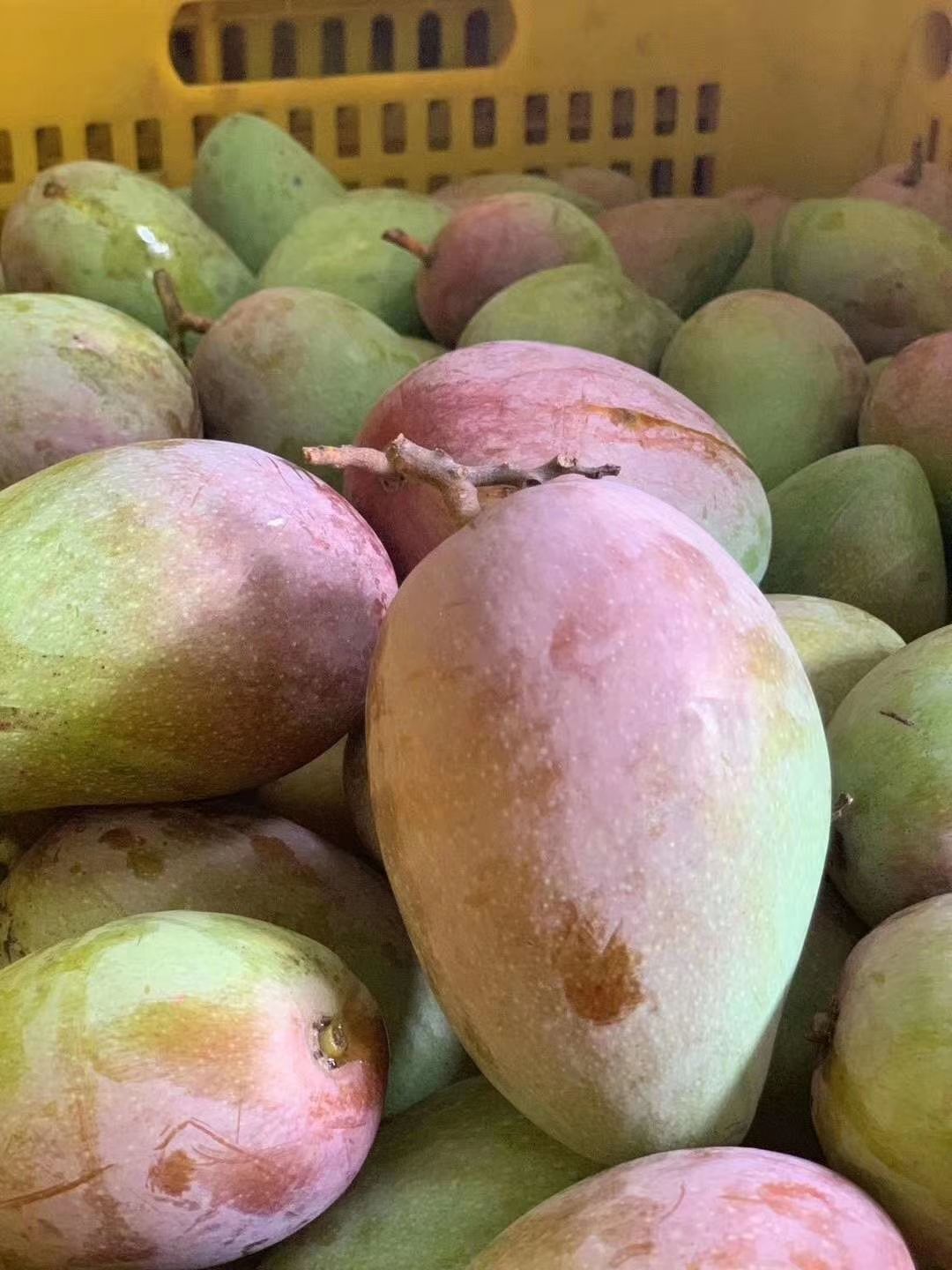 广西百色田东贵妃芒果